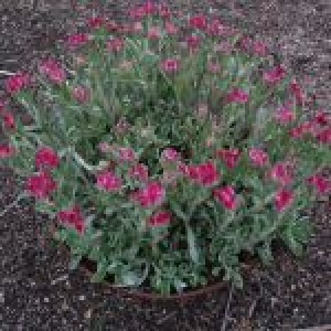 Kattefod - ANTENNARIA dioica 'Rubra' - bakke med 28 styk