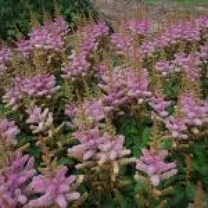 Astilbe - ASTILBE chinensis 'Pumila 28 styks bakke