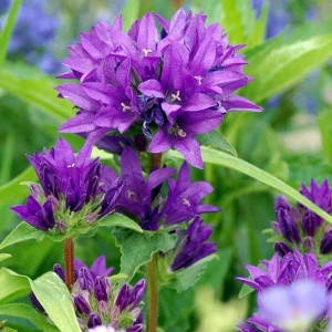 Nøgleklokke - Campanula glo. var. Dahurica - 28 styks bakke