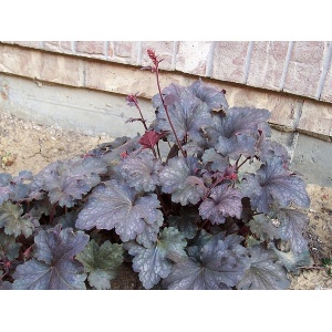 Alunrod - Heuchera mic. "Palace Purple" - 28 styks bakke
