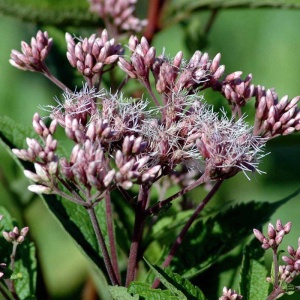 Hjortetrøst - Eupatorium m. "Atropurpureum" - 28 styks bakke