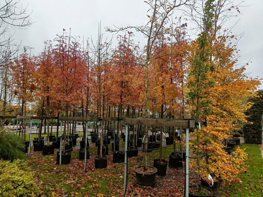 Rækker af træer i potter med orange efterårsløv i planteskolen