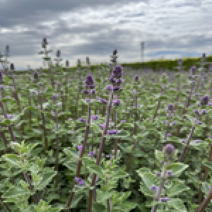 Katteurt Walkers Low - Nepeta faassenii 'Walkers Low' - 28 styks bakke