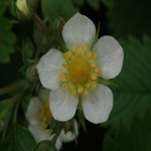 Månedsjordbær/Immerbær - Fragaria Vesca "Rügen" - 28 styks bakke