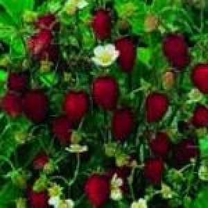 Skovjordbær/Immerbær/Månedsjordbær - Fragaria Vesca - 28 styks bakke