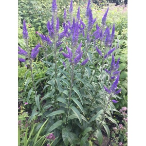 Ærenpris - Veronica longifolia - 28 styks bakke