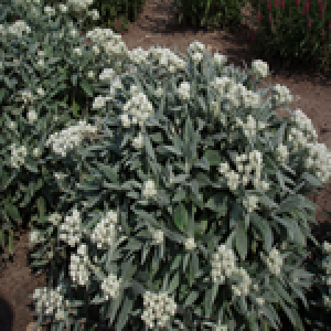 Perlekurv - ANAPHALIS triplinervis - bakke med 28 styk