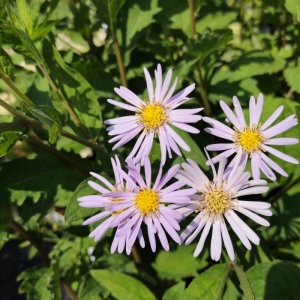 Japansk Asters - ASTER ageratoides 'Asran' 28 styks bakke