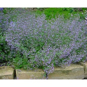 Bjergmynte - CALAMINTHA nepeta ssp. nepeta 28 styks bakke