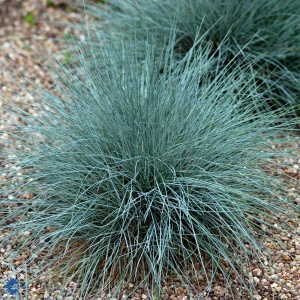 Blå bjørnegræs - Festuca glauca 'Blaue Auslese' - 28 styks bakke