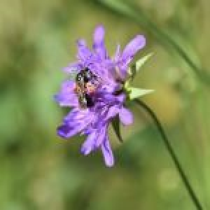 Blåhat - Knautia Avensis - 28 styks bakke