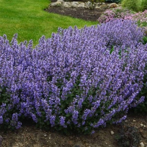 Blåkant (katteurt) - Nepeta faass. 'Blue Wonder' - 28 styks bakke