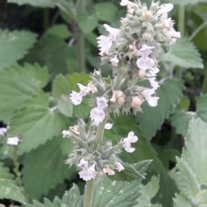 Citron katteurt - Nepeta Cataria ssp. citriodora - 28 styks bakke