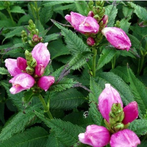 Duehoved/Skjoldblomst