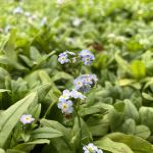 Engforglemmigej - Knautia Avensis - 28 styks bakke