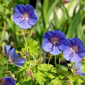 Eng-storkenæb - Geranium Pratense - 28 styks bakke