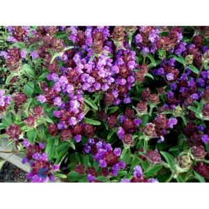 Brunelle eng-vejkant - Prunella Vulgaris - 28 styks bakke