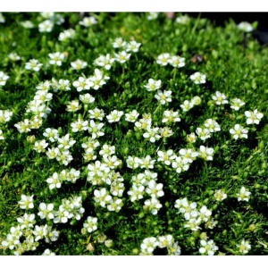 Firling - Sagina Subulata - 28 styks bakke