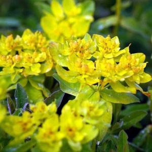 Forårs-Vortemælk - Euphorbia Polychroma - 28 styks bakke