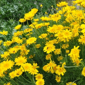 Gåseurt - ANTHEMIS tinctoria 'Kelwayi' - bakke med 28 styk