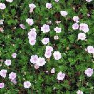 Blodrød Storkenæb - Geranium sang. "Apfelblüte" - 28 styks bakke