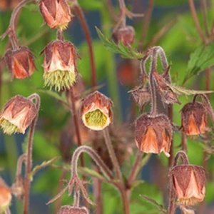 Nellikerod - Geum Rivale - 28 styks bakke