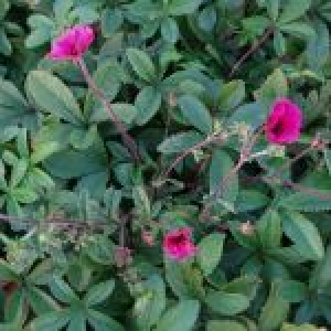 Indisk Potentil - Potentilla nep. 'Ron Macbeath' - 28 styks bakke