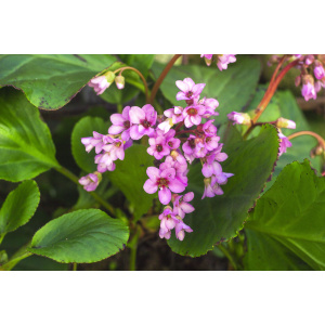 Kæmpestenbræk - BERGENIA cor. 'Rotblum' 28 styks bakke
