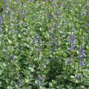 Katteurt - Nepeta faass. 'Blue Wonder' - 28 styks bakke
