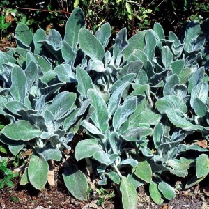 Lammeøre - Stachys byzantina - 28 styks bakke