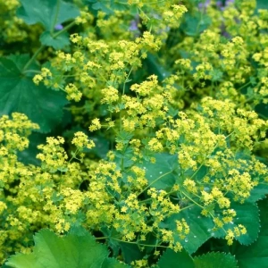 Løvefod (Alchemilla mollis) - bakke med 28 styk.