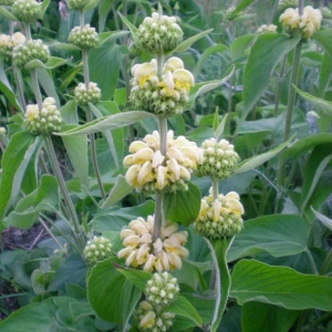 Løvehale - Phlomis russeliana - 28 styks bakke