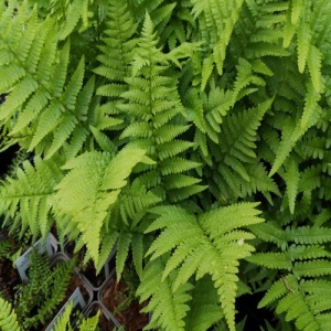 Almindelig mangeløv - Dryopteris filix-mas - 28 styks bakke