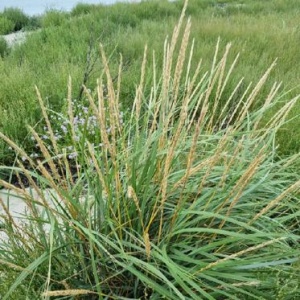 Marehalm - Leymus arenarius - 28 styks bakke
