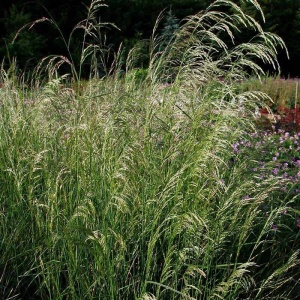 Mosebunke - Deschampia cespitosa - 28 styks bakke