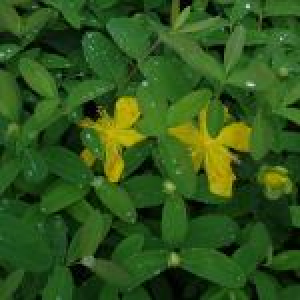 Perikon - Hypericum calycinum - 28 styks bakke