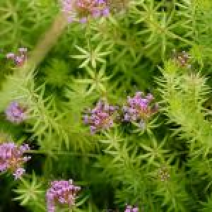 Rosenskovmærke - Phuopsis Stylosa - 28 styks bakke