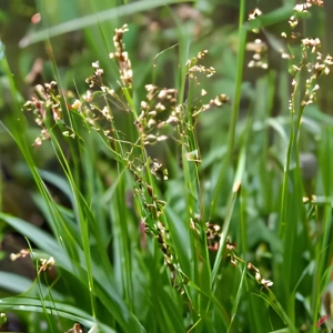 Skovfrytle - Luzula sylvatica - 28 styks bakke
