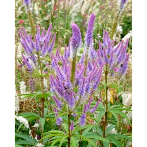 Virginsk ærenpris - Veronicastrum virginicum - 28 styks bakke