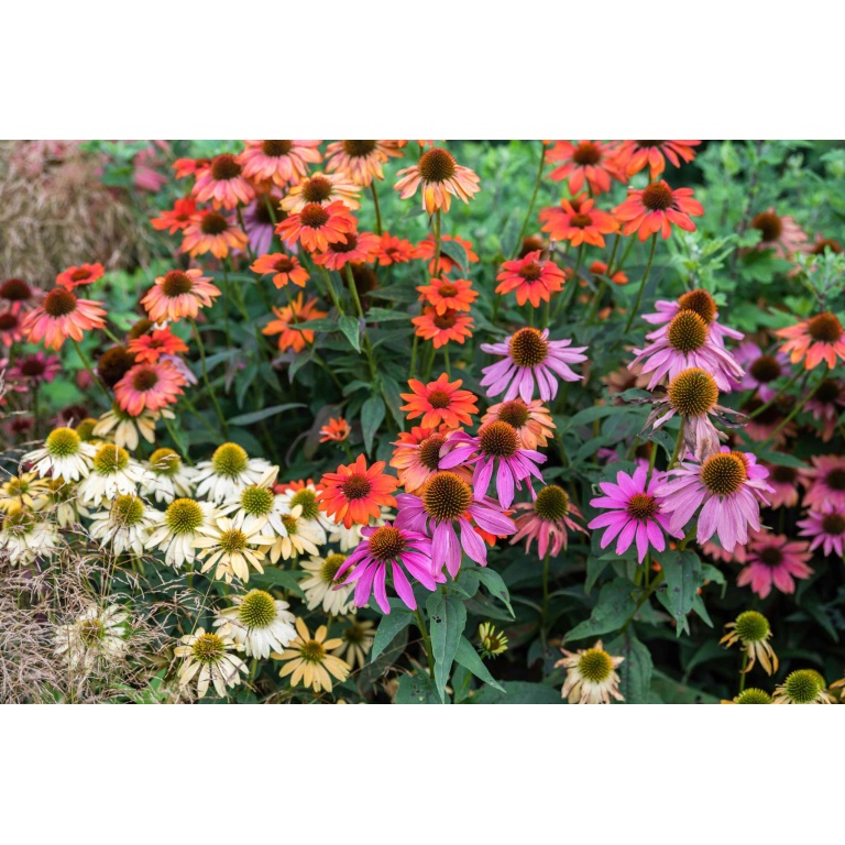 Blomsterbinderens blandede solhatte (Echinacea)