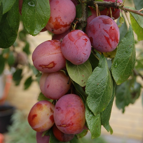 Gartnerens  yndlings frugttræer: Æble + blomme (3 stk)