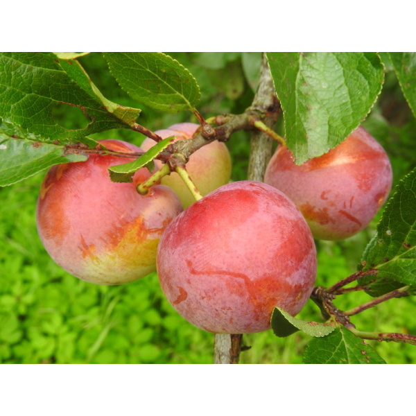 Gartnerens yndlings blommetræer (3 stk)