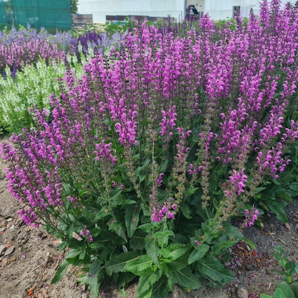 Gartnerens insektvenlige stauder i rosa / rød (10 stk)