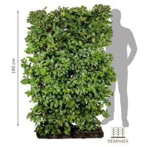 NemHæk 180cm modul bøg, Fagus sylvatica står i plantekasse
