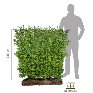 NemHæk Ligsuter, Ligustrum vulgare er en af de mest brugte hæktyper i danmark. I dette tilfælde sælges det som færdighæk i moduler som gør det let håndterbart