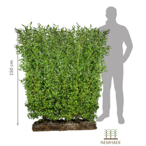 NemHæk Ligsuter, Ligustrum vulgare er en af de mest brugte hæktyper i danmark. I dette tilfælde sælges det som færdighæk i moduler som gør det let håndterbart