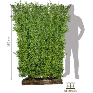 NemHæk Ligsuter, Ligustrum vulgare er en af de mest brugte hæktyper i danmark. I dette tilfælde sælges det som færdighæk i moduler som gør det let håndterbart