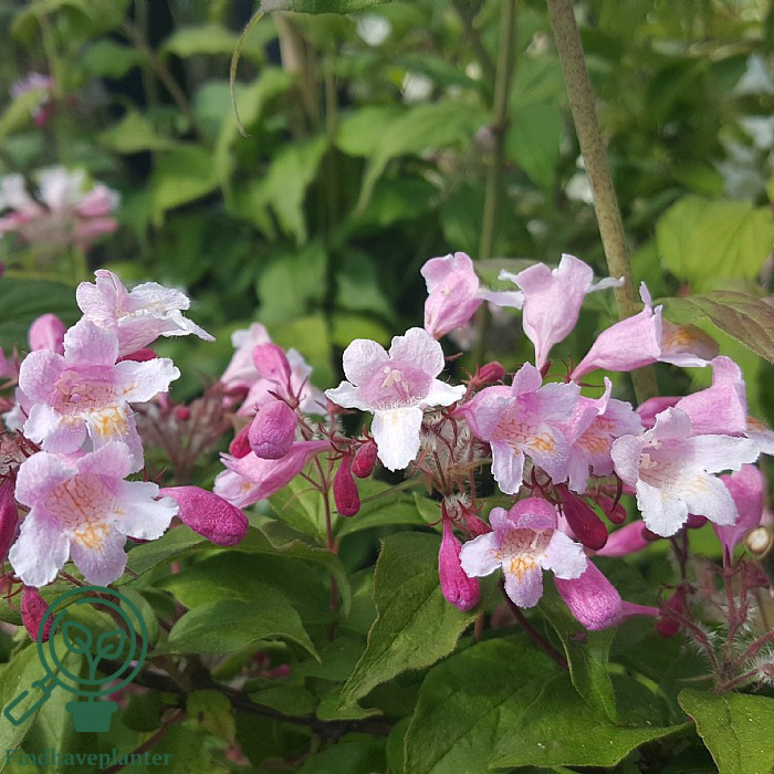 Busk med klaser af lyserøde og hvide klokkeformede blomster
