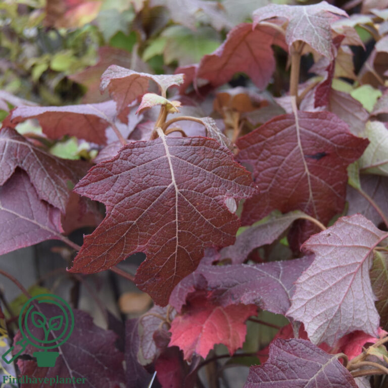 Egebladet hortensia 'Tara' med dybrødt efterårsløv