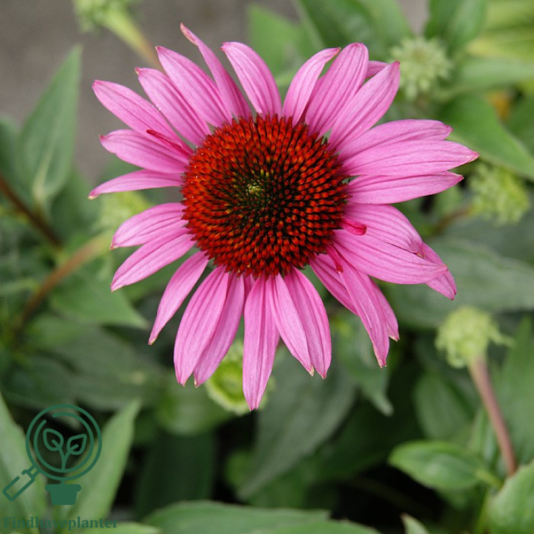 Pink purpursolhat 'Little Magnus'